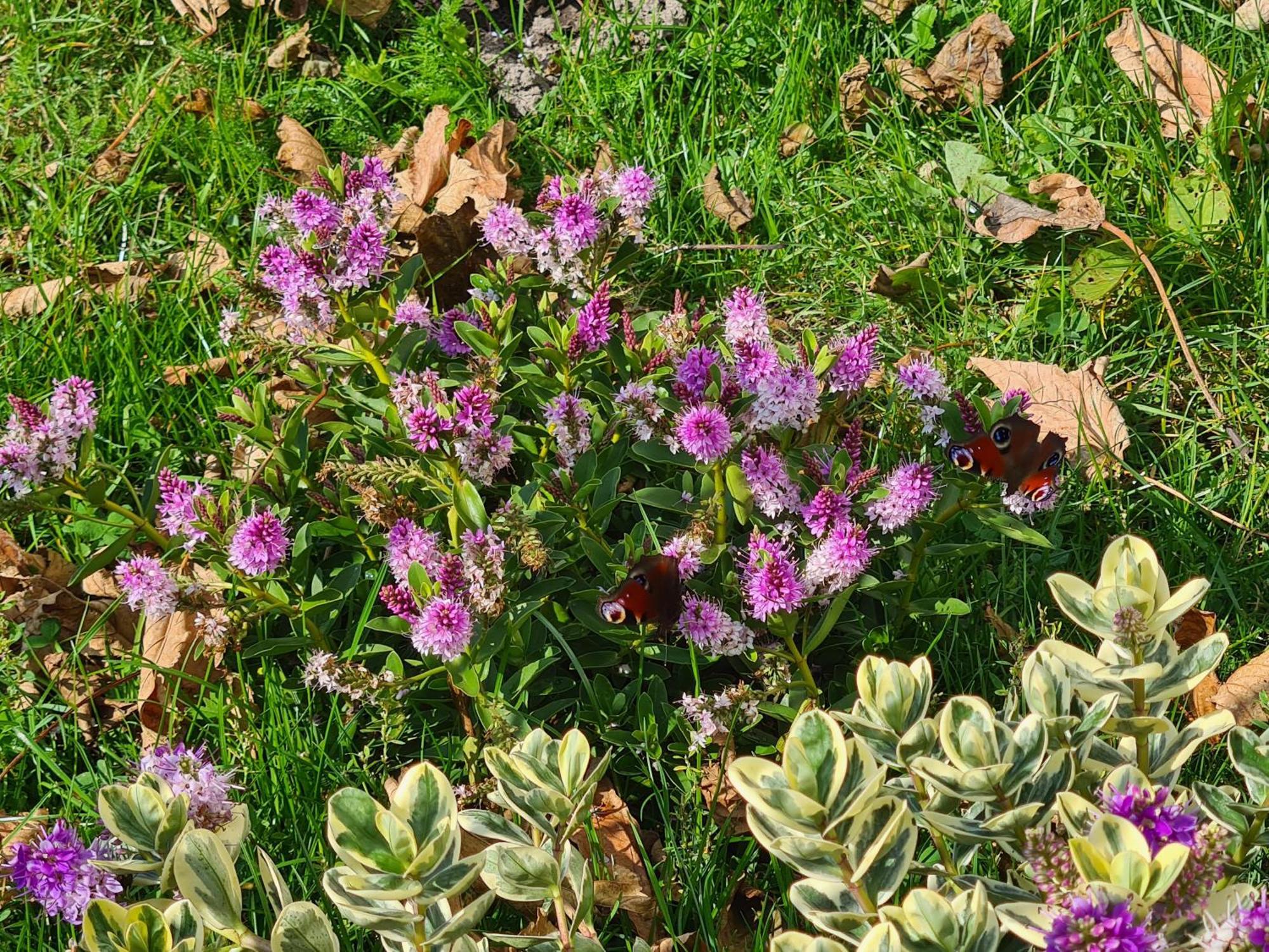 Chalet 'Como La Flor' Julianadorp Flowerfields Overview! Esterno foto